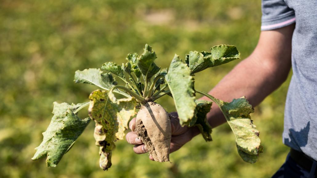 Un plant de betterave souffrant du virus de la jaunisse, à Nangis (Seine-et-Marne). Emeric Fohlen / NurPhoto / NurPhoto via AFP Un plant de betterave souffrant du virus de la jaunisse, à Nangis (Seine-et-Marne). Emeric Fohlen / NurPhoto / NurPhoto via AFP