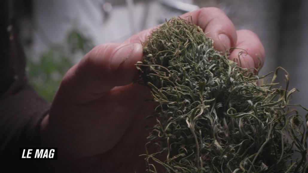 LCP le mag- Cannabis thérapeutique : la voie de l'apaisement LCP le mag- Cannabis thérapeutique : la voie de l'apaisement