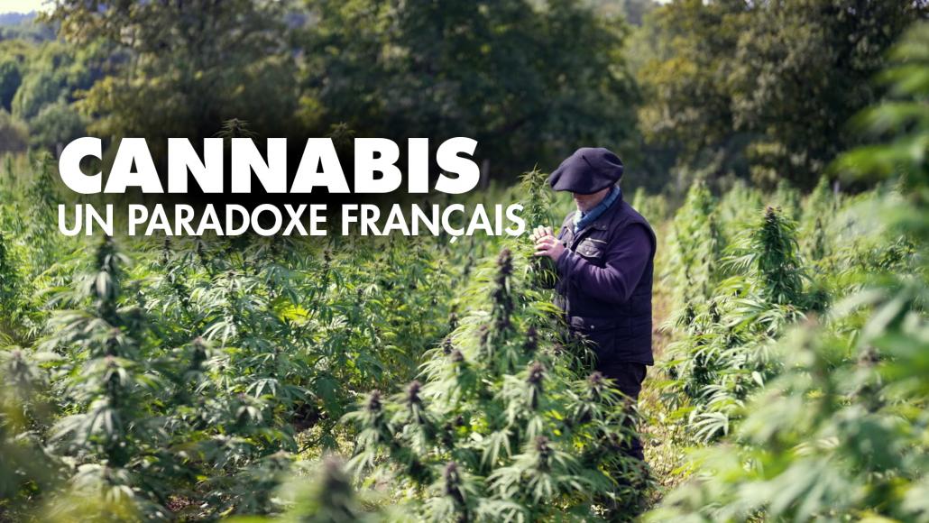 cannabis un paradoxe