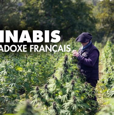 cannabis un paradoxe