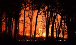Un feu de forêt (image d'illustration). DR