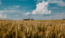 Champ blé agriculture Pixnio