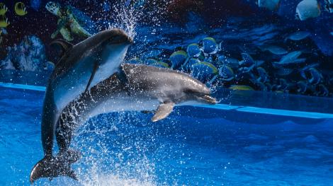 Des dauphins en captivité dans un delphinarium, en Moldavie(Rodion Proca/ Sputnik via AFP)
