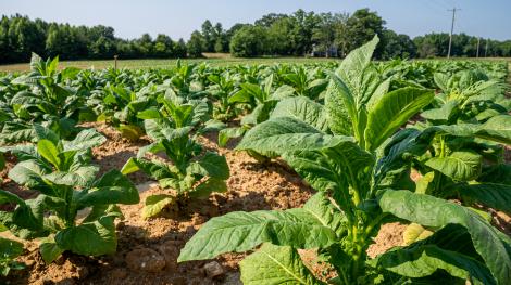 Après l'avoir supprimé, les députés ont rétabli des objectifs relatifs aux surfaces agricoles en agriculture bio et dédiée à la culture de légumineuses d'ici 2030.