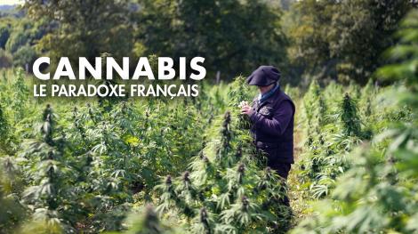 CANNABIS, LE PARADOXE FRANCAIS