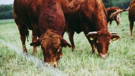 Image d'illustration (CC -Markus Spiske via Pexels)