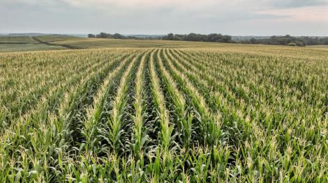 Image d'illustration maïs