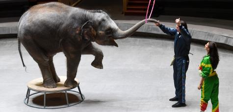 Elephant sur la piste d'un cirque