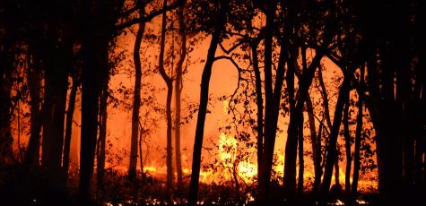 Un feu de forêt (image d'illustration). DR