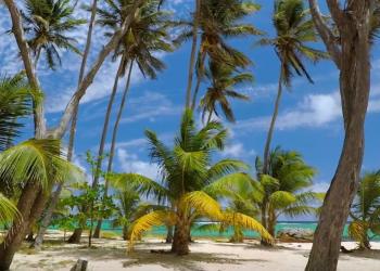 C Jamy-Les Antilles